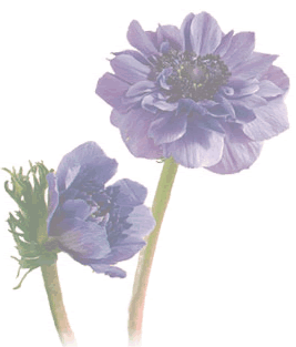 lotus